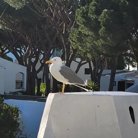 P209 Situe Au Sein De Balaia Golf Village * 알부페이라